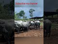 biggest murrha buffalo fram waterbuffalo dairyfarm carabao buffalofarm buffalosale animals video