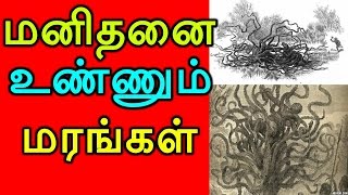 Man -Eating Tree - Tamil dna-மனிதனை  உண்ணும் மரங்கள்