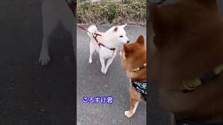 【柴犬】ご近所わんこ大集合！