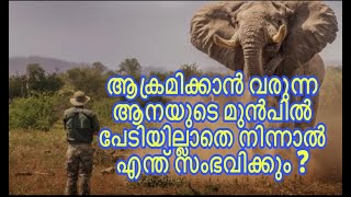 ആക്രമിക്കാൻ വരുന്ന ആനയുടെ മുൻപിൽ  /  Elephant attack