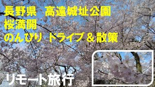 長野県　高遠城址公園　桜満開　のんびり　ドライブ＆散策