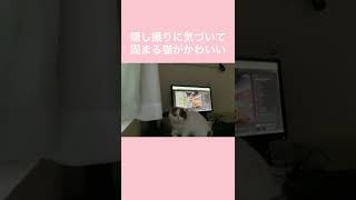 隠し撮りに気づいて固まる猫がかわいい#Shorts #エキゾチックショートヘア #猫