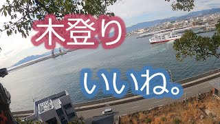 【Tree climbing 】海が見える場所で伐採！ Felling in a place where you can see the sea