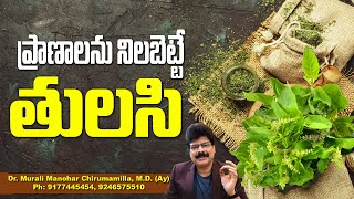 ప్రాణాలను నిలబెట్టే పవిత్ర తులసి ! Tulsi: Health Benefits, Uses and Nutritional Value(Holy Basil)