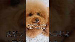 【教えて！まんじゅう先生】犬のシャンプーやお風呂って月に何回したら良いの？？