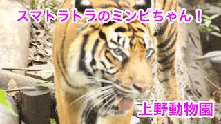 スマトラトラのミンピちゃん🐯（早番）