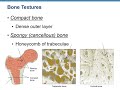 Video Lecture Chapter 6, part 1, Bones and Skeletal Tissue