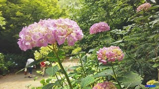 あじさい見頃 神戸市立 森林植物園 2019　4K