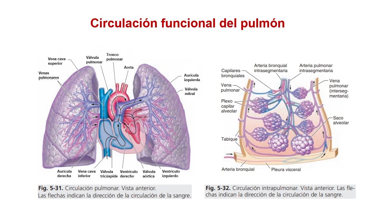 Circulación Pulmonar