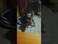 ❪朝だワン🌅❫モーニングルーティンをこなすクロ 日常 わんこ 愛犬 犬動画 柴犬のいる暮らし 黒柴 いぬ いぬのきもち 朝活 モーニングルーティン