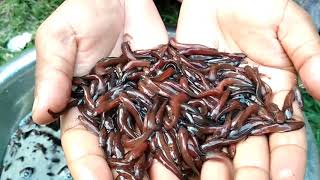 মোবাইল-01743717100 | deshi shing fish seeds for delivery | দেশি শিং মাছের পোনা