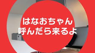 オカメインコのはなお　呼んだら来るよ