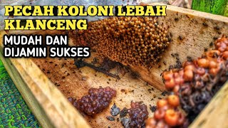 CARA PECAH KOLONI LEBAH KLANCENG/TRIGONA