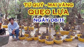 THÁI BẰNG 📲 O9O9766359 GIÁ TỐT - MAI TỨ QUÝ, MAI VÀNG GIAO LƯU NGÀY 08/11 \