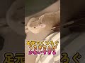 足元のウサギさんがかわいすぎる😊　 ウサギ うさぎ　 shorts bunny rabbit