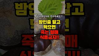 밤인줄 알고 먹으면 사망하는 열매 - 먹지 마세요 죽습니다