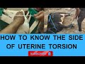 How Vet Diagnoses the side of uterine torsion  by palpation
