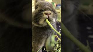 ヤングオーツヘイ食べながら、ただならぬ気配感じて一瞬止まる🐰ニッキー😅かわいいと思ったら、いいね＆コメントお願いします♪ #ウサギ #うさぎ #bunny #ネザーランドドワーフ #かわいい