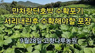 만차랑단호박 수확포기 서리내린후 수확해야할 재배포장