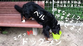 ドッグラン バーニーズ マウンテン ドッグ【大型犬との暮らし】