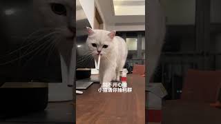 别不开心啦 小猫请你抽利群 #萌宠出道计划 #猫咪 #利群