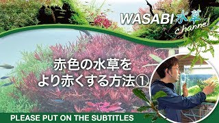 水草水槽の赤色水草をより赤くする方法①～How to grow vivid red plants 水草水槽ノウハウ