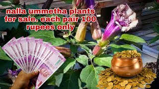 nalla ummetha plant . nalla ummetha facts in telugu. nalla ummetha plant for sale