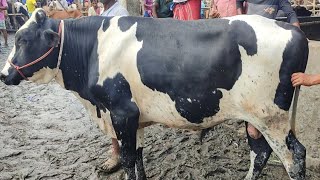 আজ ১৬ সেপ্টেম্বর | খামার উপযোগী ফ্রিজিয়ান ও ক্রসজাতের ষাঁড় গরুর দাম | আমবাড়ী হাট