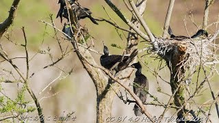 カワウ 抱卵中のコロニー Great Cormorant brooding period 信越の川 5月上旬 野鳥4K 空屋根FILMS#990