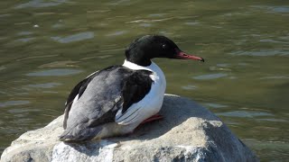 カワアイサ ① 4K  /  Goosander