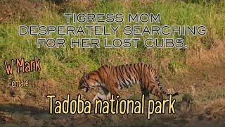 Distressing calls of a mother to find her missing cubs | W Mark Tigress |Tadoba Jungle Safari |