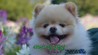 강아지의 기도. A Dog's Prayer