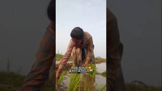 రైతు జీవితం 🥰🌾🌾🇮🇳 జై జవాన్ జై కిసాన్ 🇮🇳👳👩‍🌾Farming life 🥰🌾🌾🤩