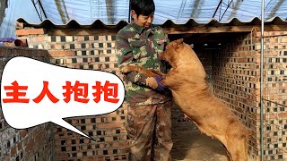 卡斯羅是大型猛犬，看看這只卡斯羅，竟然格外溫順【劉哥在農村】