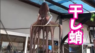 柴犬サブ【干し蛸 】みやこ寿司　トラ猫ゆき　多賀の里　愛知　常滑　ランチ　子連れOK　多賀神社