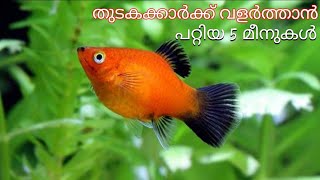 Top 5 fishes for beginners | തുടക്കകാർക്ക് വളരെ എളുപ്പം വളർത്താവുന്ന 5 മീനുകൾ | Fishes for beginners