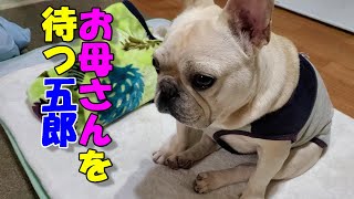 お母さんが布団を敷くのを待つフレンチブルドッグ A French bulldog waits for his mother to lay out the bedding