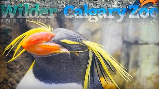 ЗООПАРК В КАНАДЕ / CALGARY ZOO