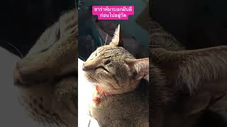 สงสารซ่าร่าห์มากง่วงๆแม่ไม่ปิดไฟสักที😄 #cat #ทาสแมว #funny #cuteanimals #cute