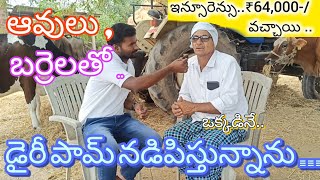 #dairy ఆవులు,బర్రెలతో  డైరీ పామ్ నడిపిస్తున్నాను ..! ఇన్సూరెన్సు ₹64,000-/ కూడా వచ్చాయి !!#dairyfarm