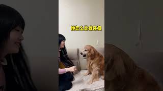 Yuanbao was tortured to death by his sister #goldenretrieverfun #pets#shorts