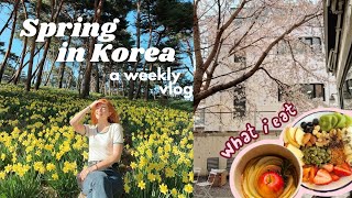 a week of my life in seoul, korea VLOG 💛 korean driver's license, spring cafe, countryside daffodils
