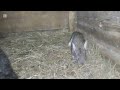 Крольчата. Мои мясные кролики моимясныекролики bunny rabbit animals pets кролики_разведение