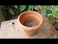 english ivy plant care potting soil i use hedera helix