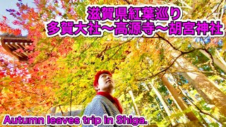 滋賀県紅葉巡り 多賀大社～高源寺～胡宮神社 Autumn leaves trip in Shiga.