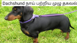 Dachshund நாய் பற்றிய முழு தகவல் | Full Information about Dachshund | Tamil | 24th Tech