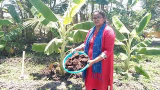 Banana Farming - Planting to Harvesting / Organic Banana Cultivation