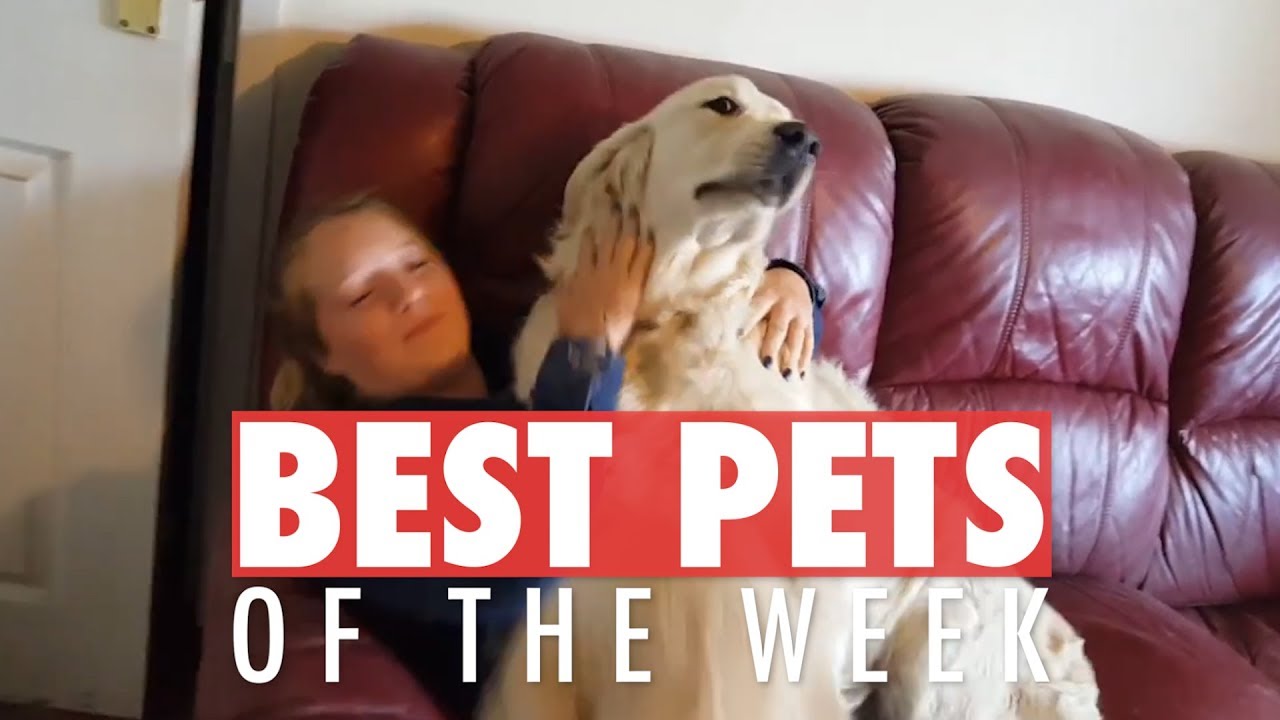 Best Pets Of The Week | September 2018 Week 2 - YouTube