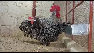 Barred Leghorn Chicken