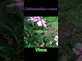 Catharanthus roseus || Vinca ||